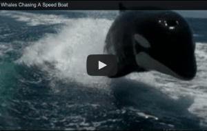 Orca Whales chasing a boat