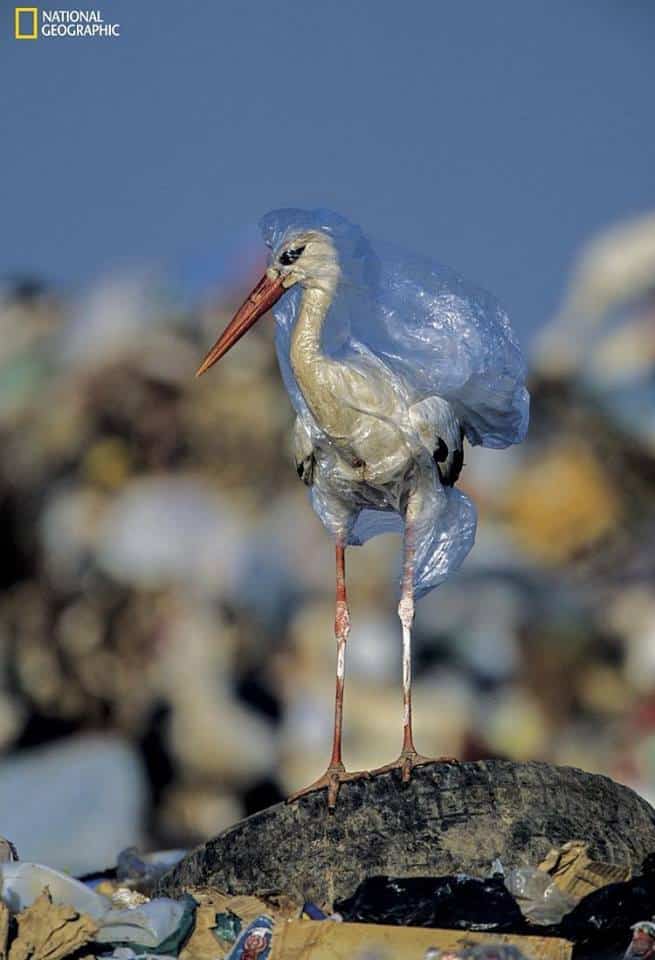 Ocean waste clean seas bird covered in Plastic